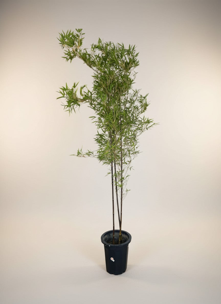 Grow Pot