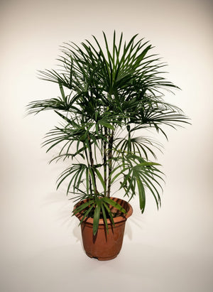 Tumbleweed Plants