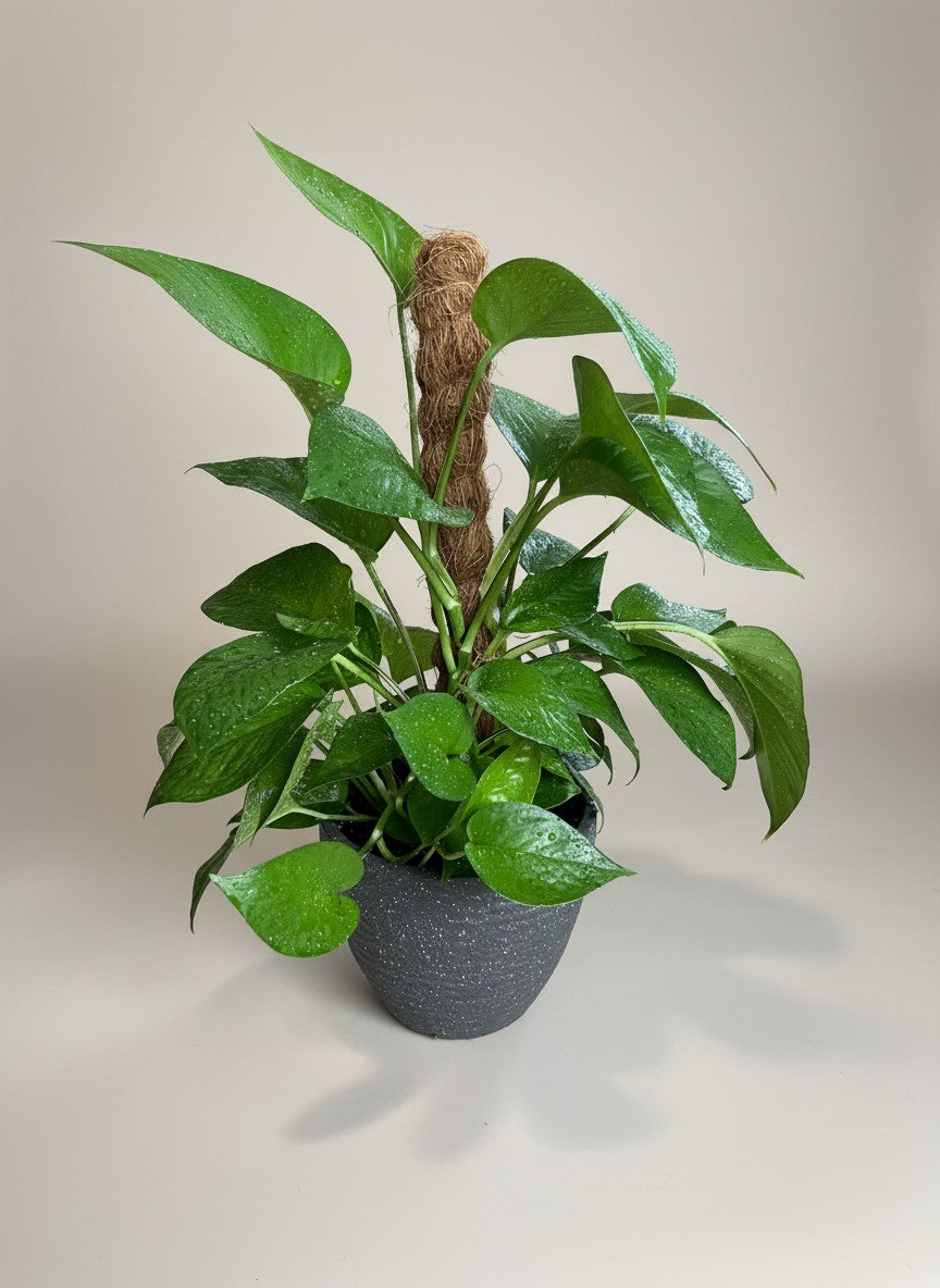Second Chance: Vanda with free plant