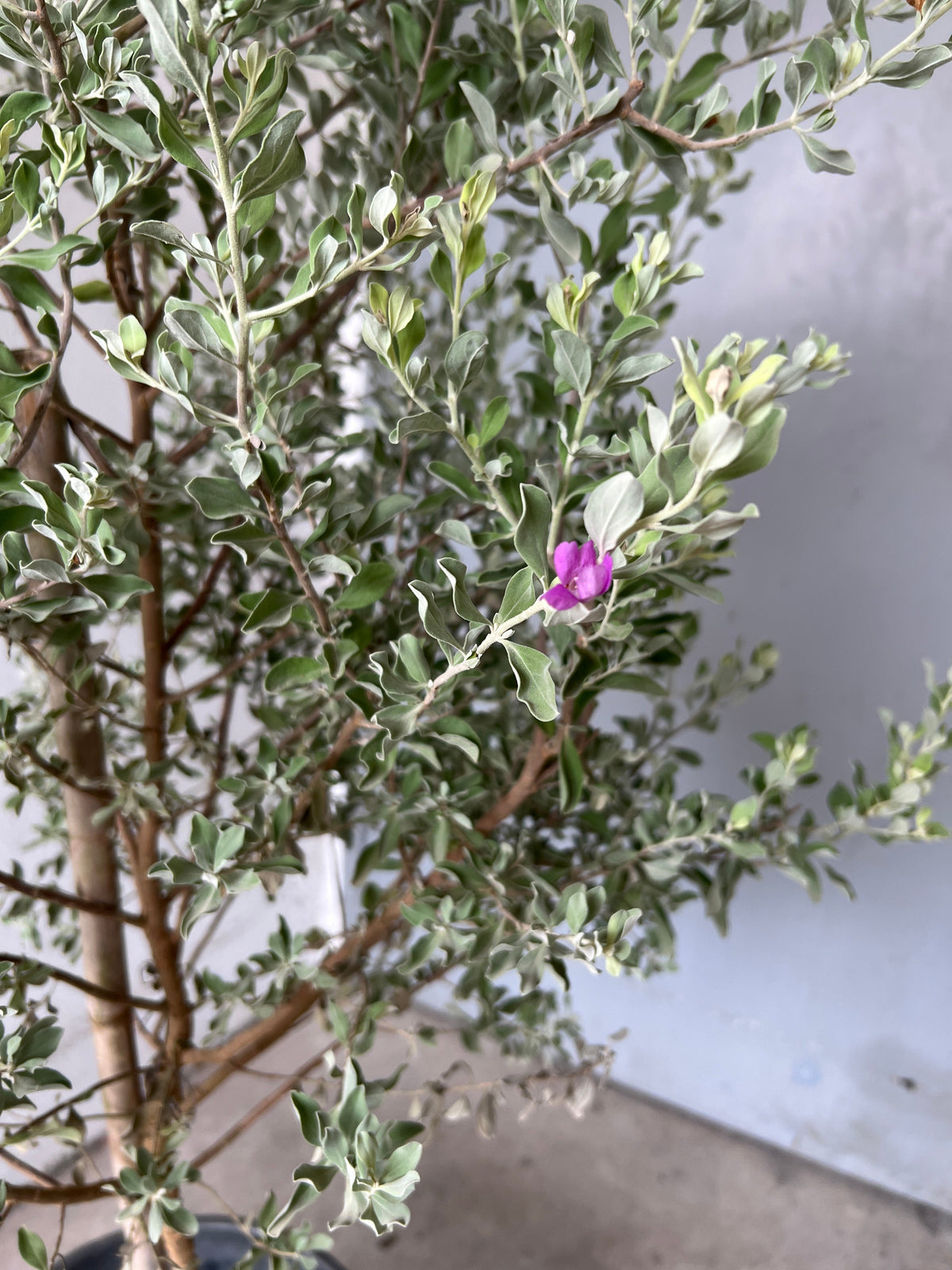 Leucophyllum Frutescens – Texas Sage / Silver Bush - Potted plant -  Tumbleweed Plants