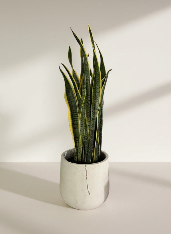 Tumbleweed Plants