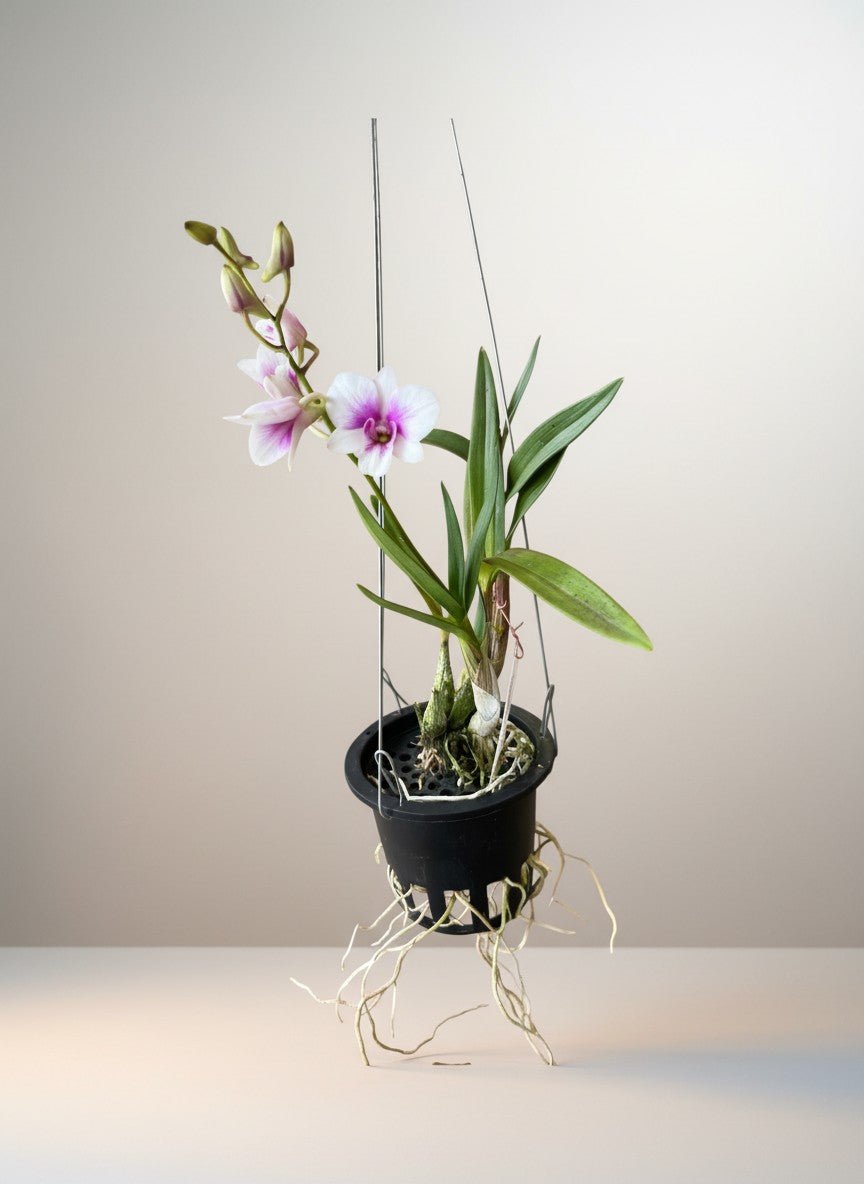 Epidendrum Orchid - Plant Arrangement - GIFT-EPID-4884 - Tumbleweed Plants - Online Plant Delivery Singapore