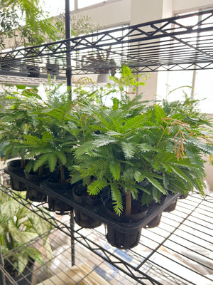 Live Inventory