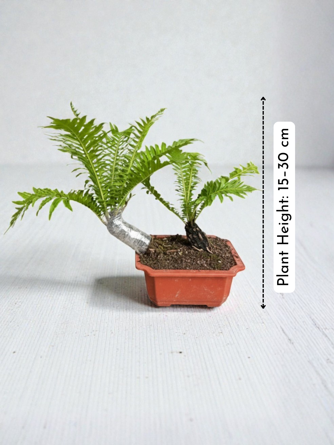Bonsai Tree Fern - Silver Lady