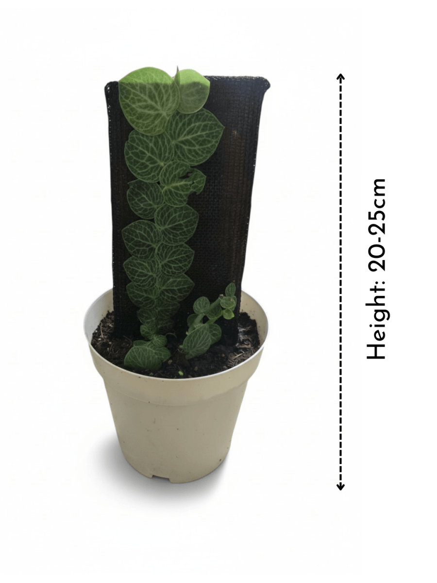 Rhaphidophora Cryptantha - Large - Potted plant - POTT-RHAP-GRW-5220 - Tumbleweed Plants - Online Plant Delivery Singapore