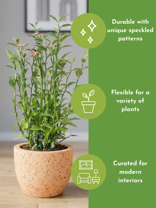 Tumbleweed Plants