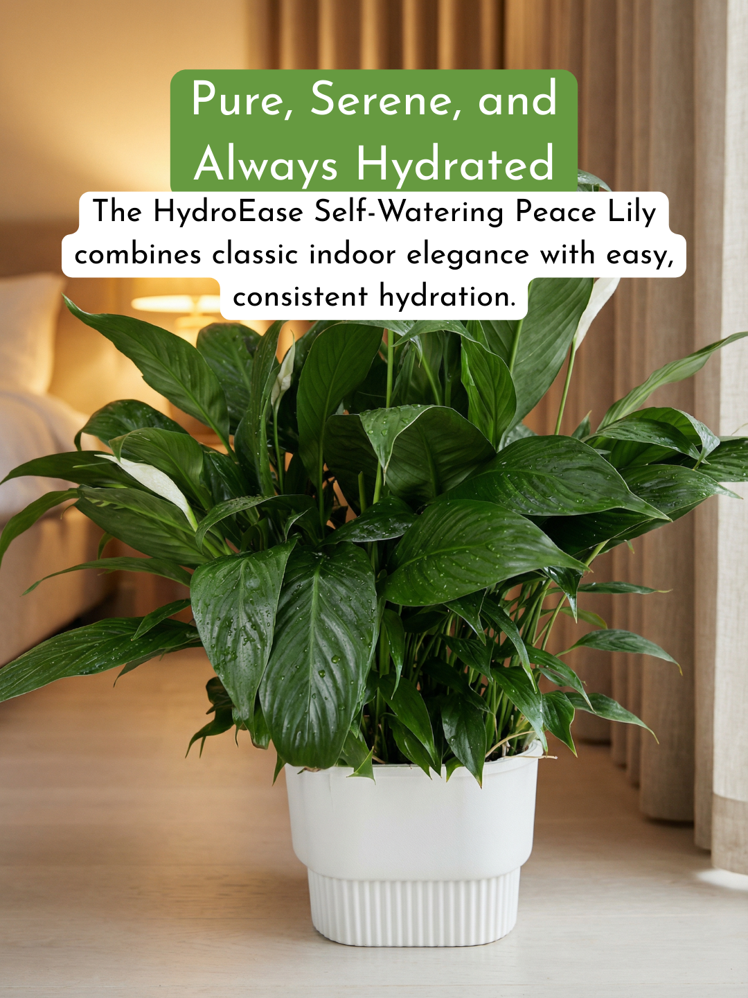 Peace Lily in Hydro - Self Watering