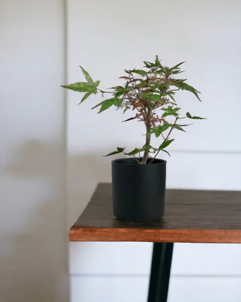 Tumbleweed Plants