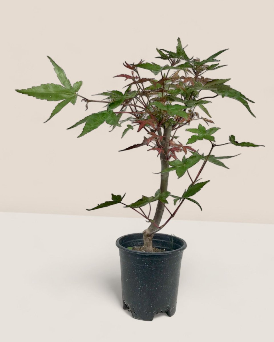 Grow Pot