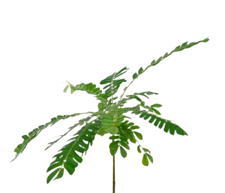 Grow Pot