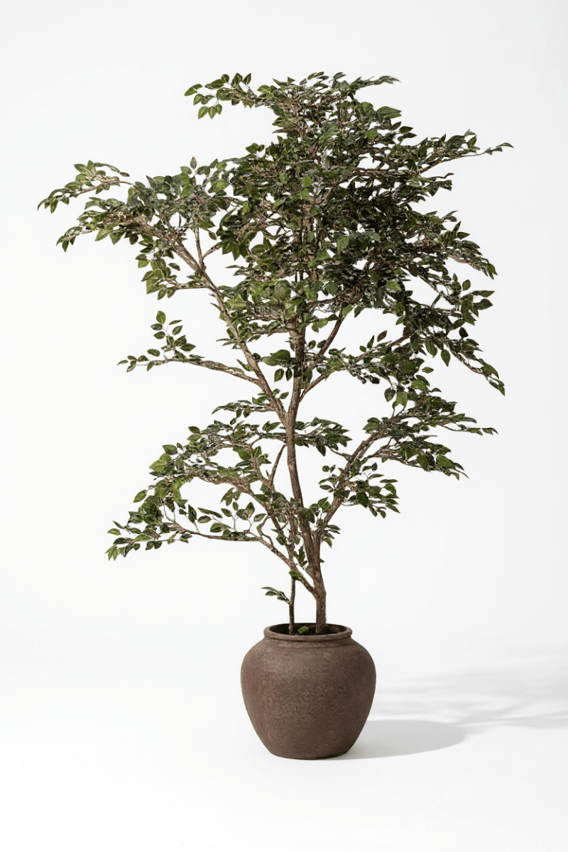 Banyan Tree - Real - Trunk Artificial - Potted plant - POTT - BANY - MRS - 7271 - Tumbleweed Plants - Online Plant Delivery Singapore