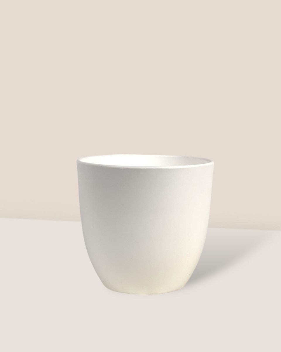 Small Luxe Plastic Pot - White - Pot - Tumbleweed Plants - Online Plant Delivery Singapore