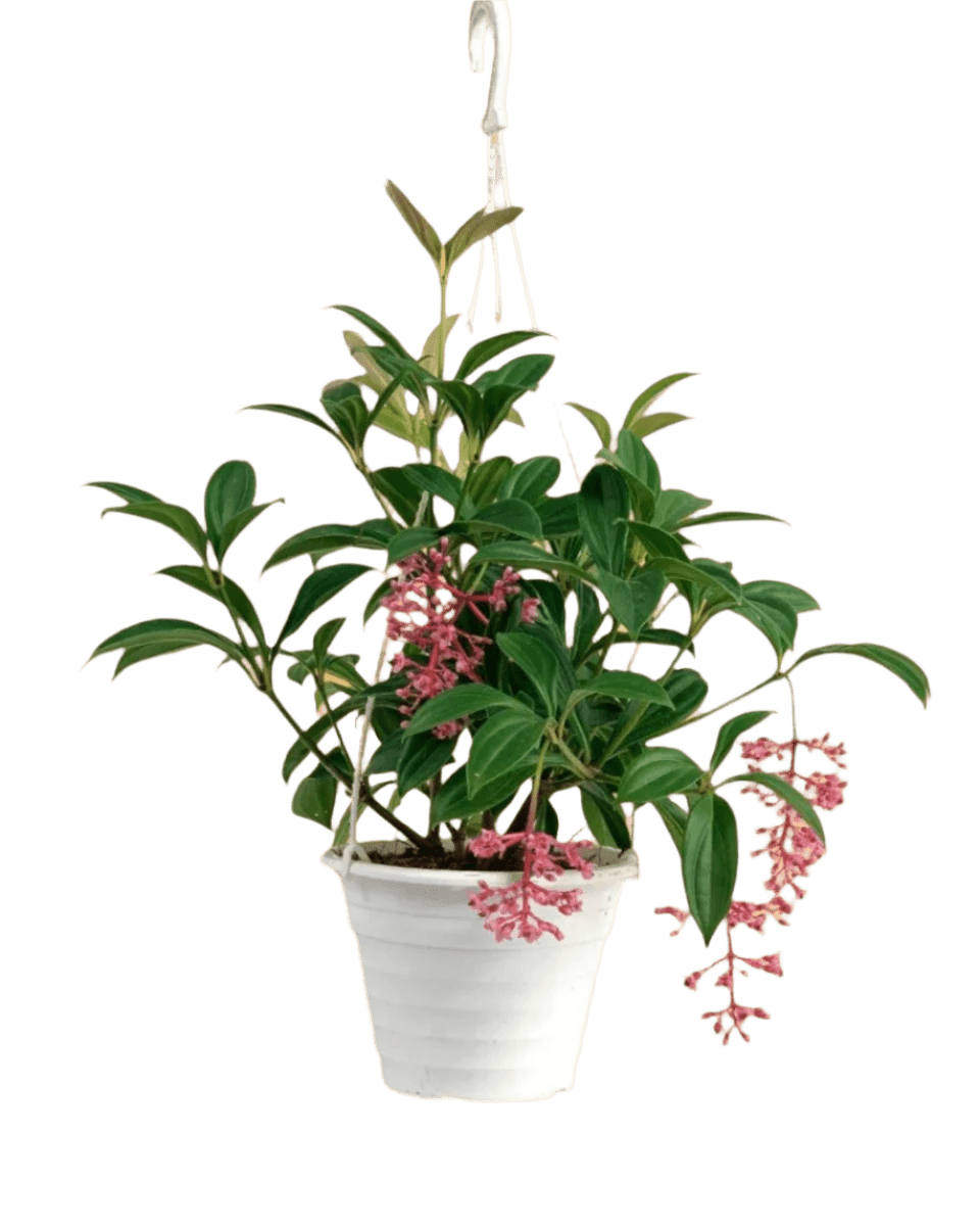 Medinilla Plant - dwarf in a hanging grow pot