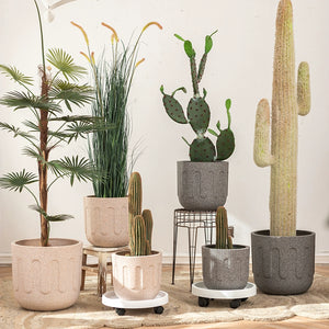 Tumbleweed Plants