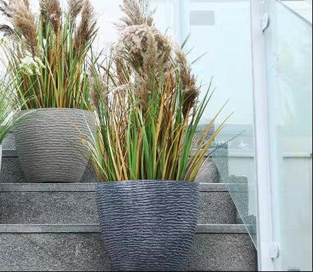 Tumbleweed Plants