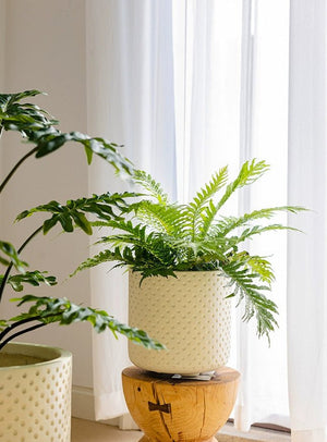 Tumbleweed Plants