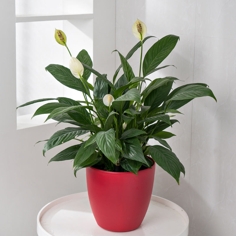 HydroEase Smart Self-Watering Pot - M