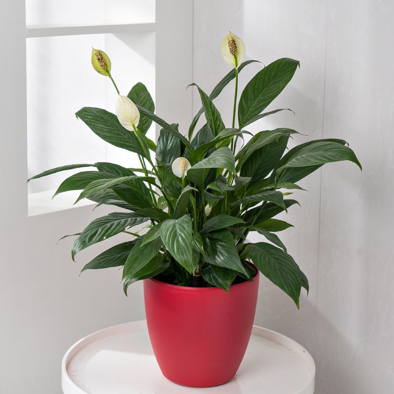 HydroEase Smart Self-Watering Pot - M - Planter - 6074863966597 - Tumbleweed Plants - Online Plant Delivery Singapore
