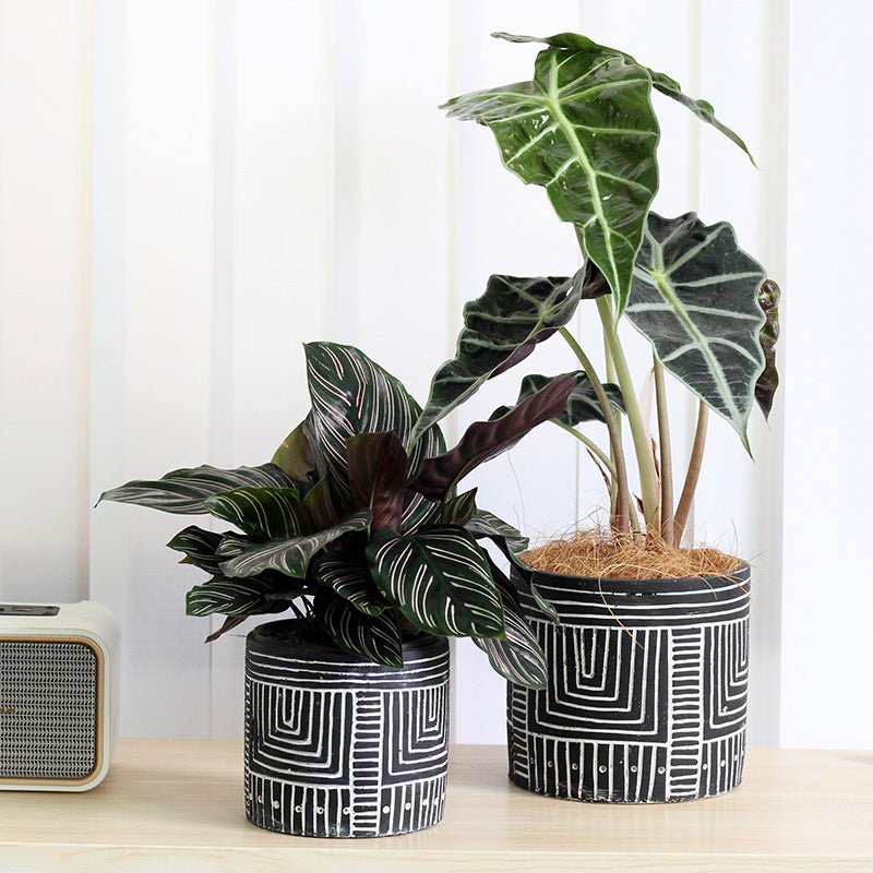 Kora Strip Pot - Planter - PLAN-KORA-CMBCK-9768 - Tumbleweed Plants - Online Plant Delivery Singapore