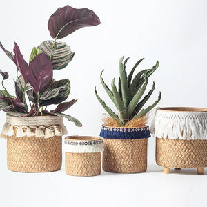 Tumbleweed Plants