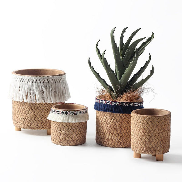 Tumbleweed Plants