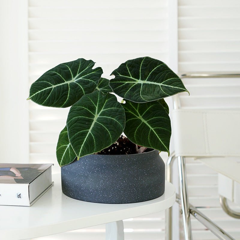 Ayra Short Cement Pot - Planter - 4875146925027 - Tumbleweed Plants - Online Plant Delivery Singapore