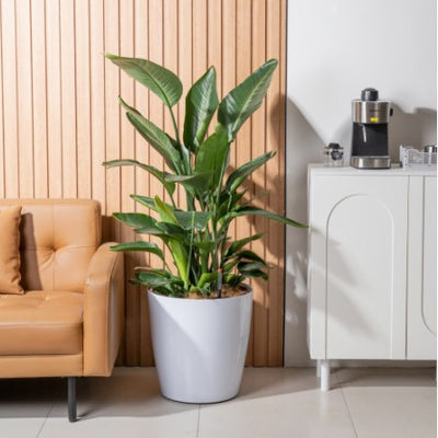 HydroEase Classic Self-Watering Pot - L