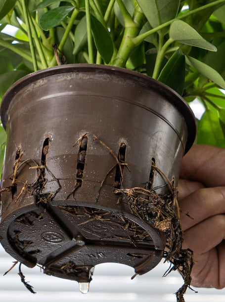 HydroEase Smart Self-Watering Pot - M