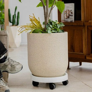 Tumbleweed Plants