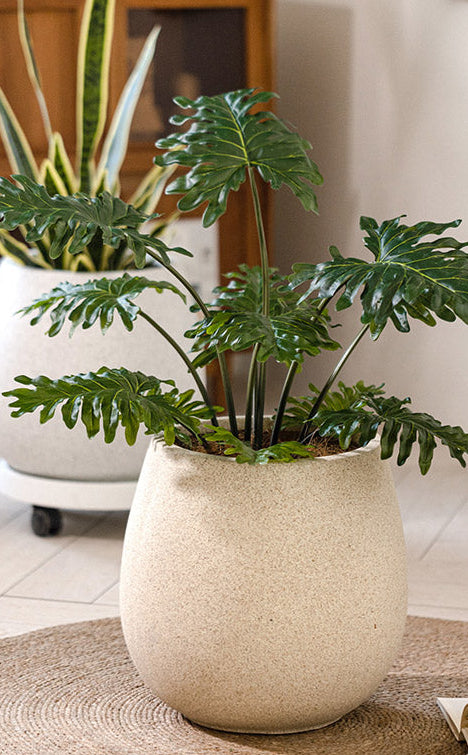 Halo Oval Pot - XL