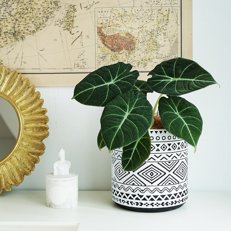 Aztec Cement Pot - Planter - 5899363128176 - Tumbleweed Plants - Online Plant Delivery Singapore