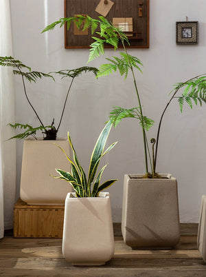 Tumbleweed Plants