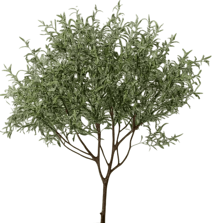 Olive Tree - Real-Trunk Artificial - Potted plant - 5516314535781 - Tumbleweed Plants - Online Plant Delivery Singapore