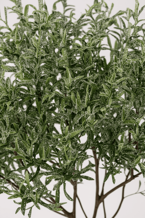 Tumbleweed Plants