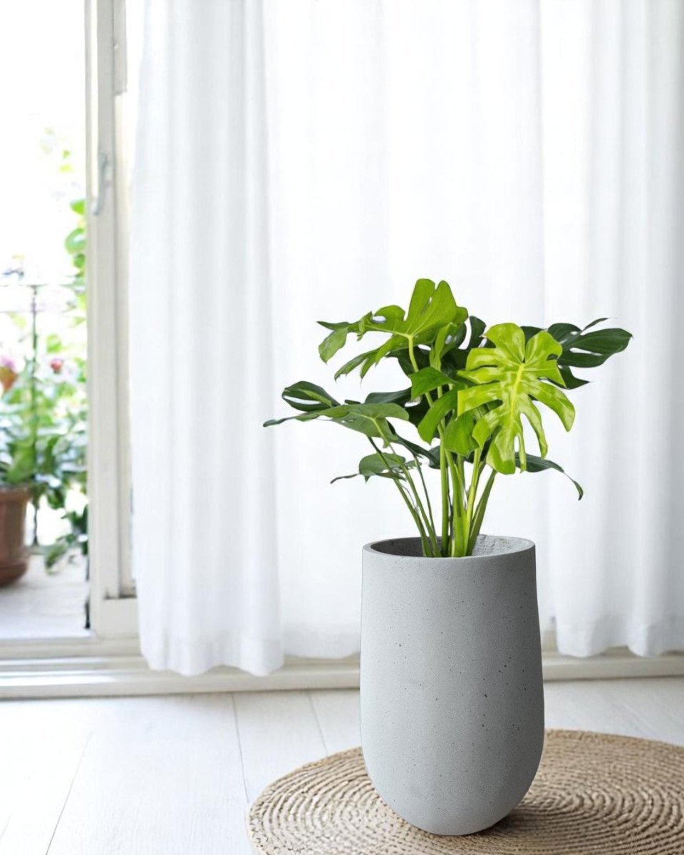 Ovalo Planter XL - Planter - OVAL - 6952 - Tumbleweed Plants - Online Plant Delivery Singapore