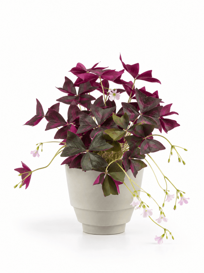 Oxalis Triangularis Purple Shamrocks - Potted plant - JUST-OXAL-GRW-2464 - Tumbleweed Plants - Online Plant Delivery Singapore