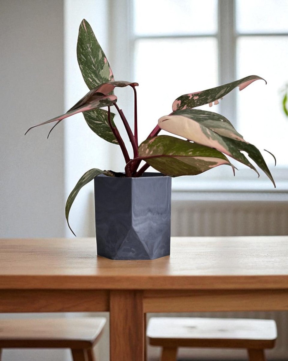 Philodendron Pink Princess - Potted plant - POTT - PHIL - GRW - 7387 - Tumbleweed Plants - Online Plant Delivery Singapore