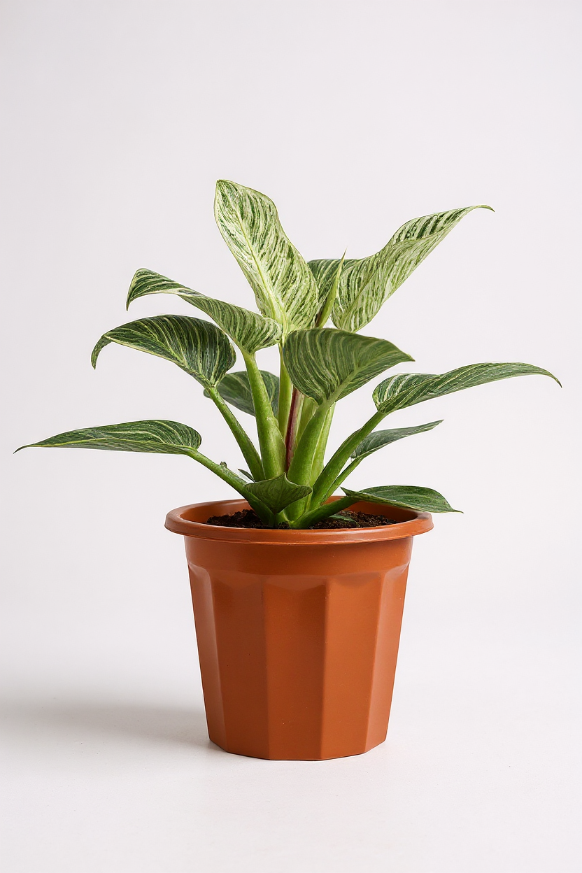 Philodendron Birkin - Potted plant -  Tumbleweed Plants