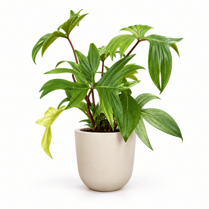 Philodendron Florida Ghost - Potted plant - POTT-PHIL-GRW-6250 - Tumbleweed Plants - Online Plant Delivery Singapore
