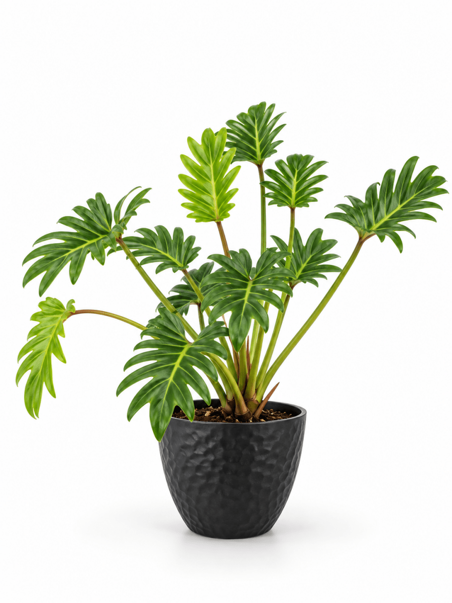 Philodendron Xanadu - Potted plant - GIFT-PHIL-GRW-2733 - Tumbleweed Plants - Online Plant Delivery Singapore
