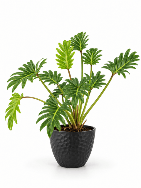 Philodendron Xanadu