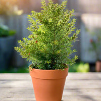 Pomegranate Plant Standard
