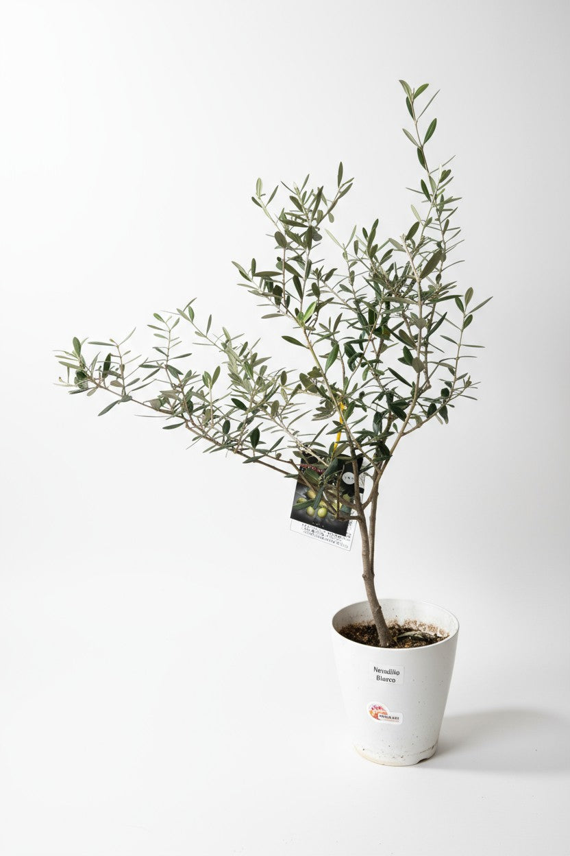 Grow Pot