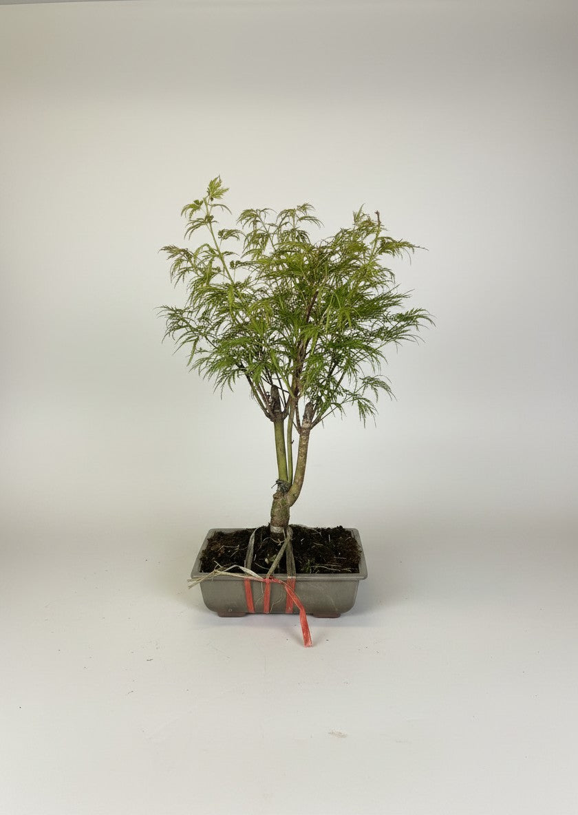 Japanese Maple Acer Palmatum Var Dissectum