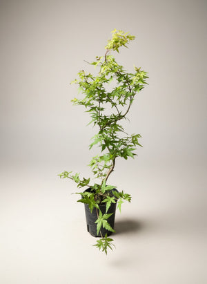 Tumbleweed Plants