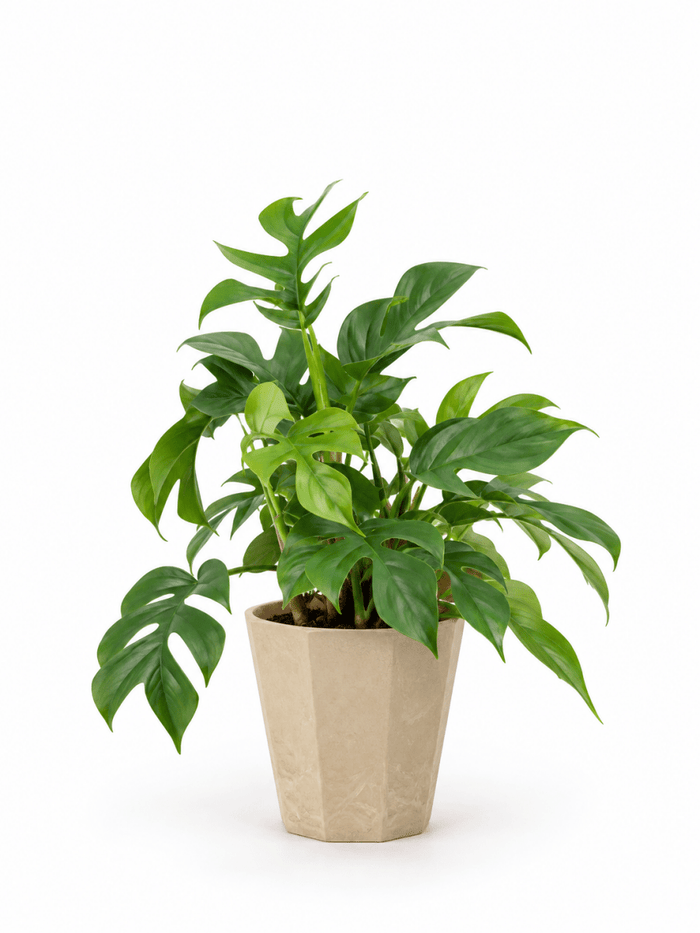 Raphidophora Tetrasperma - Potted plant - JUST-RAPH-PLS-2747 - Tumbleweed Plants - Online Plant Delivery Singapore