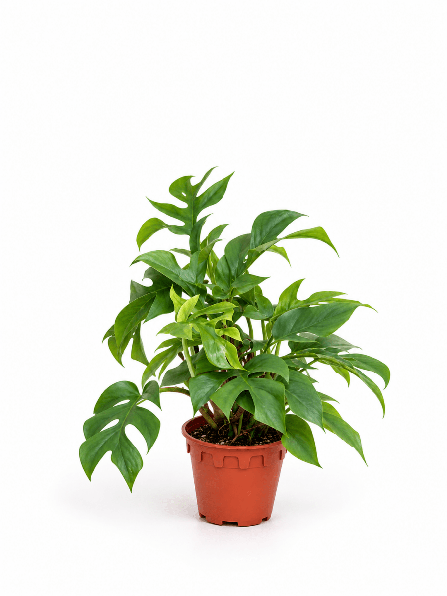 Grow Pot