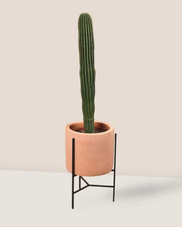 Tumbleweed Plants