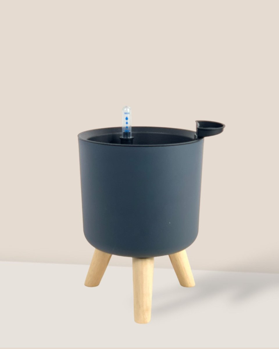 Small Self Watering Pot with Stand - black - Pot - Tumbleweed Plants - Online Plant Delivery Singapore
