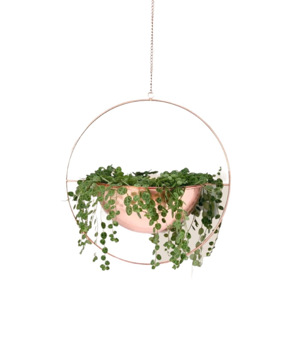 String of Turtles - Potted plant -  Tumbleweed Plants